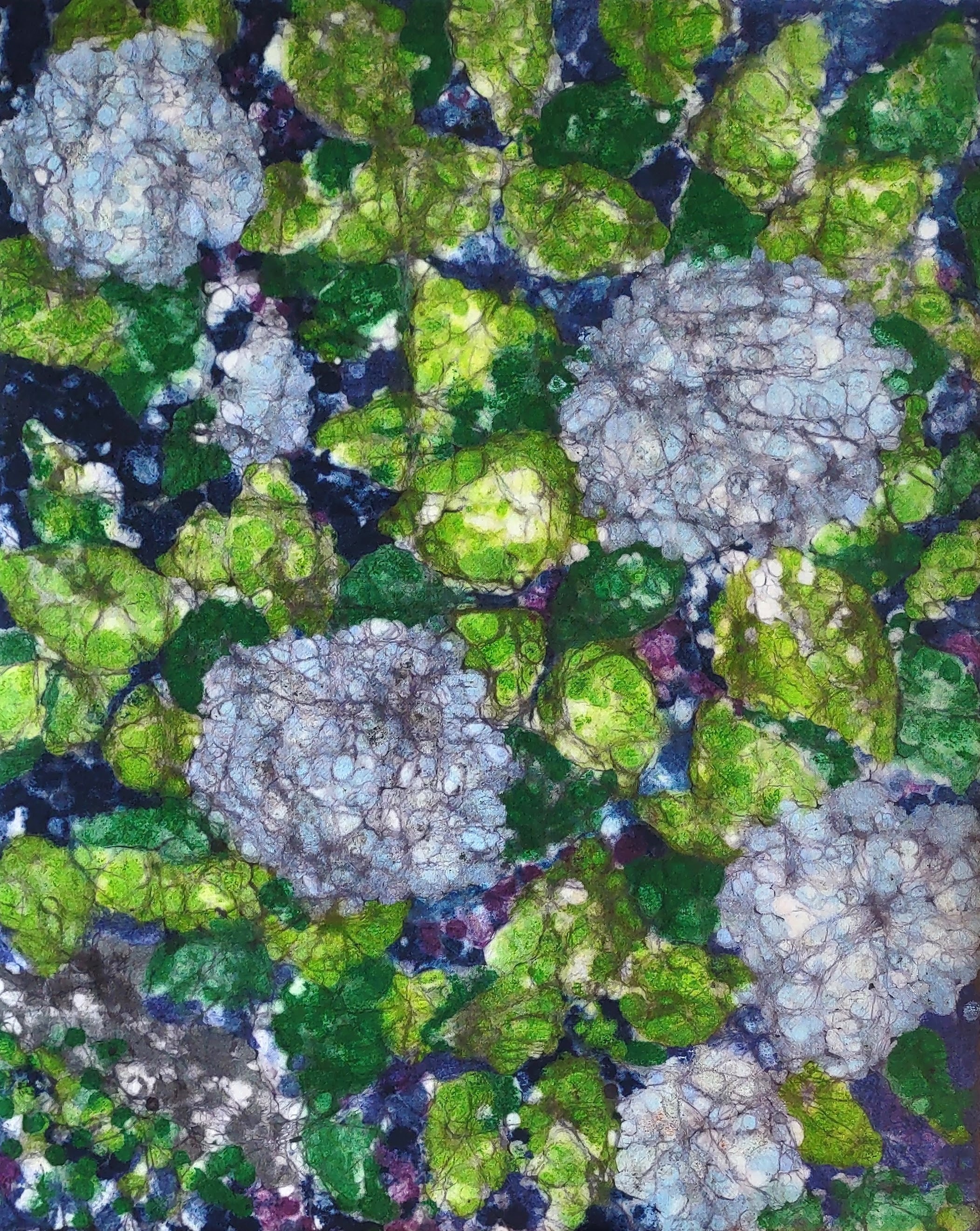 Blue Hydrangeas